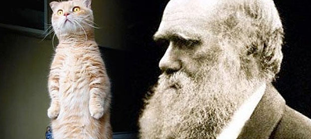 cat evolution proof