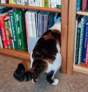cat face in books