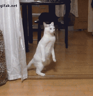 cat walking hind legs