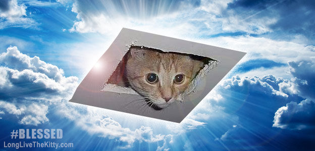 ceiling cat watching you blessed