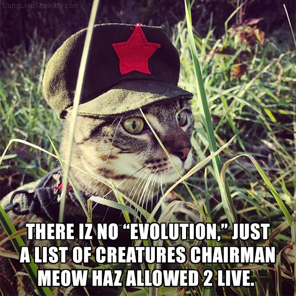 chairman meow cat evolution theory