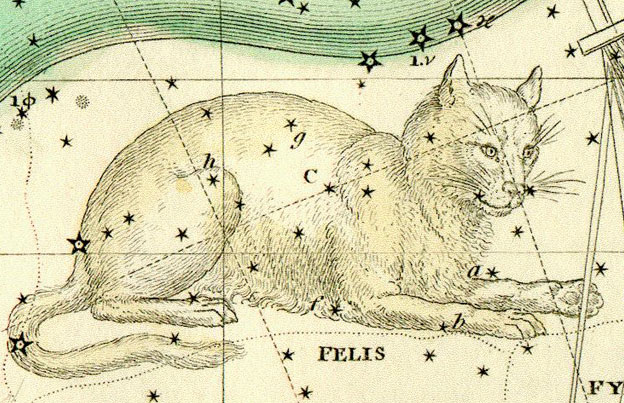 felis cat constellation astronomy