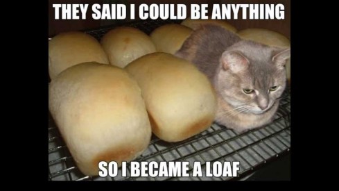 funny lolcat loaf bread