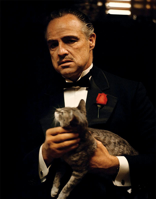 godfather cat