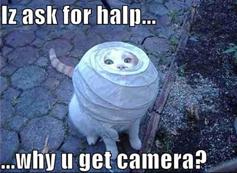 lolcat photography