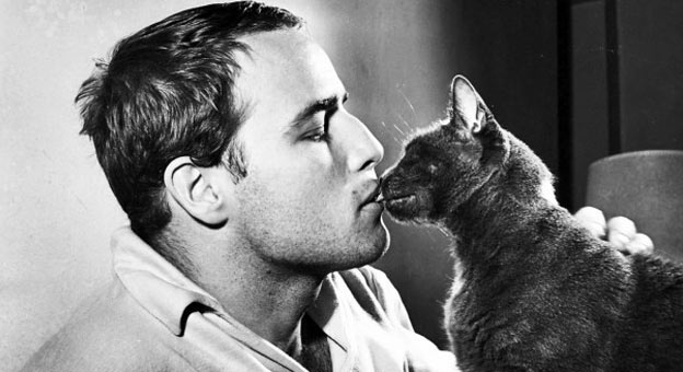 marlon brando kissing cat