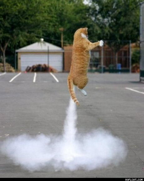 rocket cat