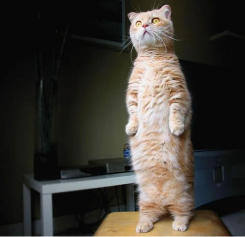 standing cat